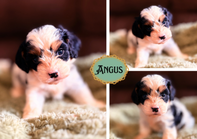 Angus