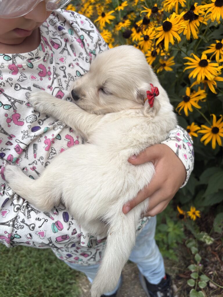 a puppy sleeping in lap