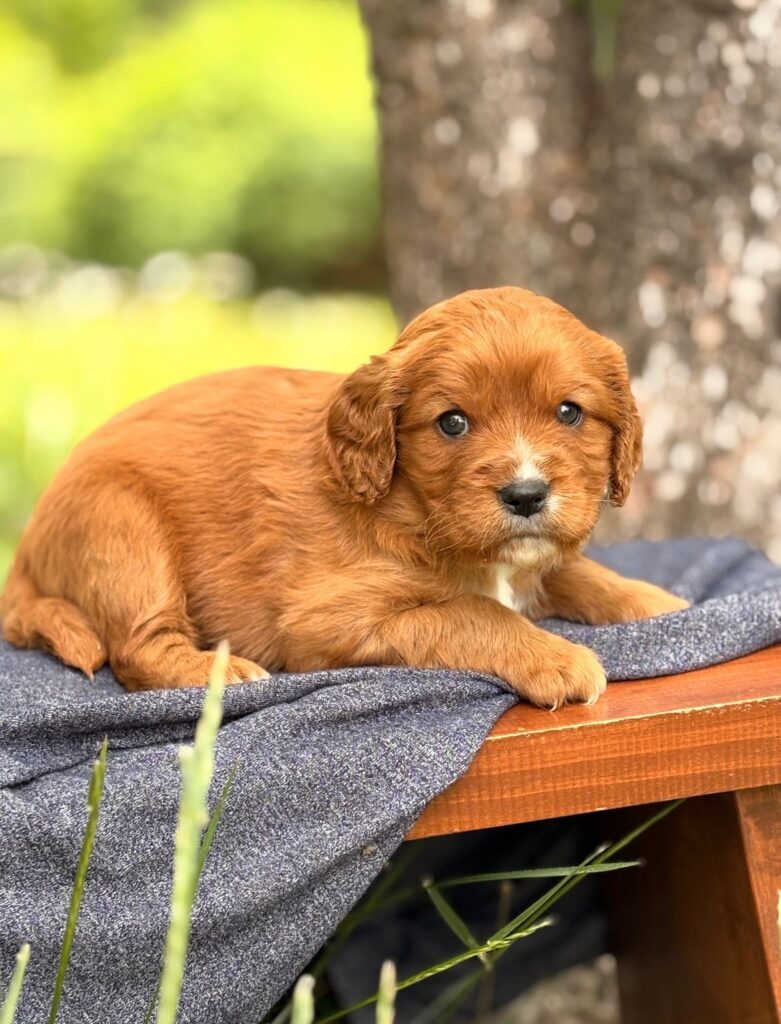 Sam