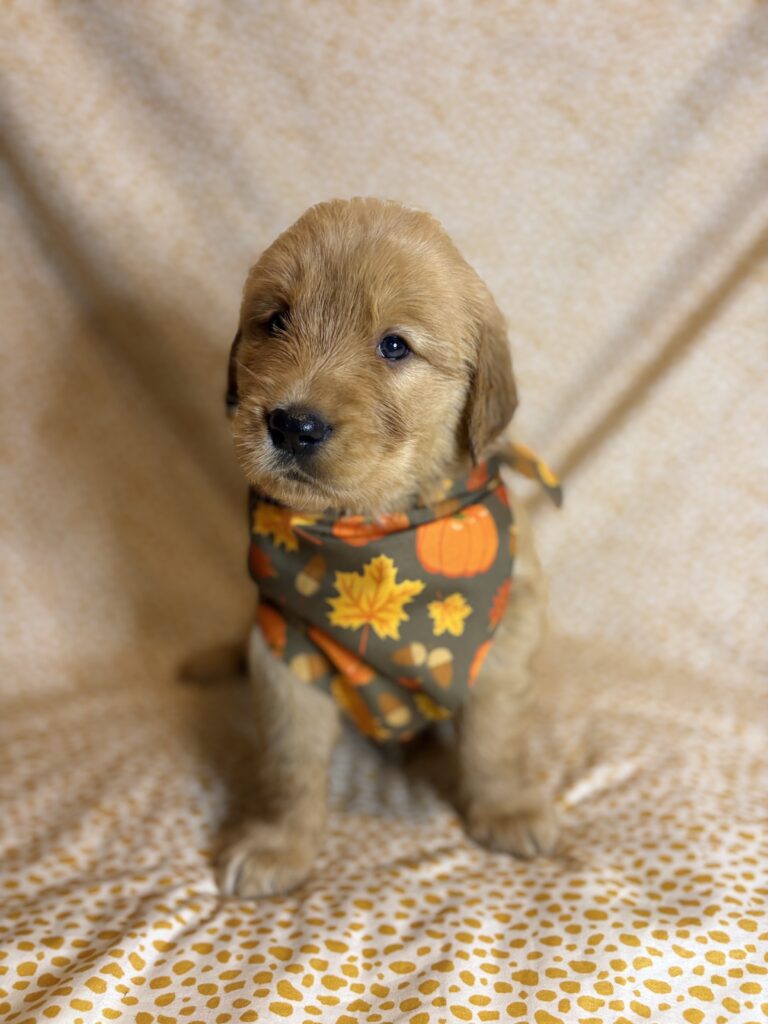 Puppy resting