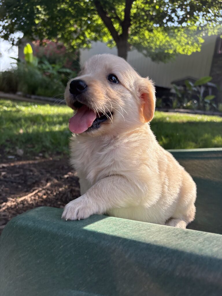 puppy potty training success being praised outside