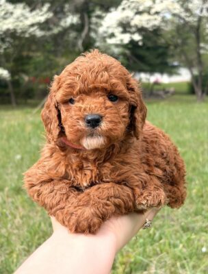 Annie