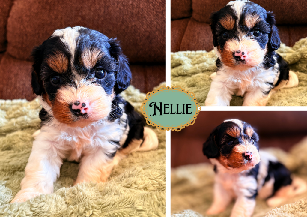 Nellie