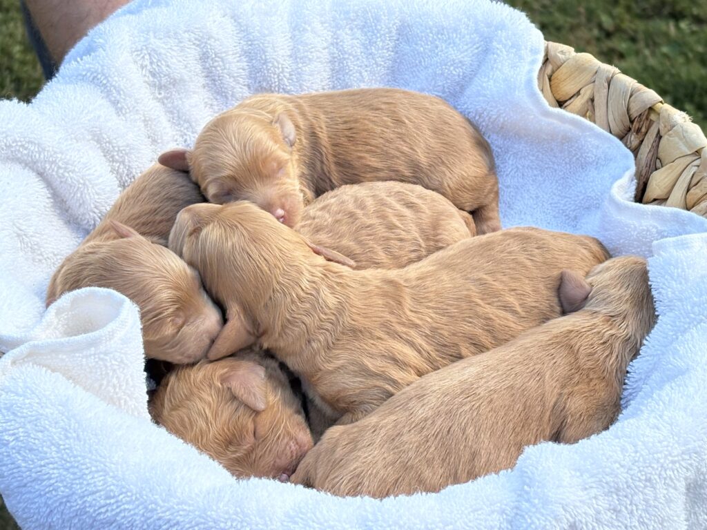 Golden retriever