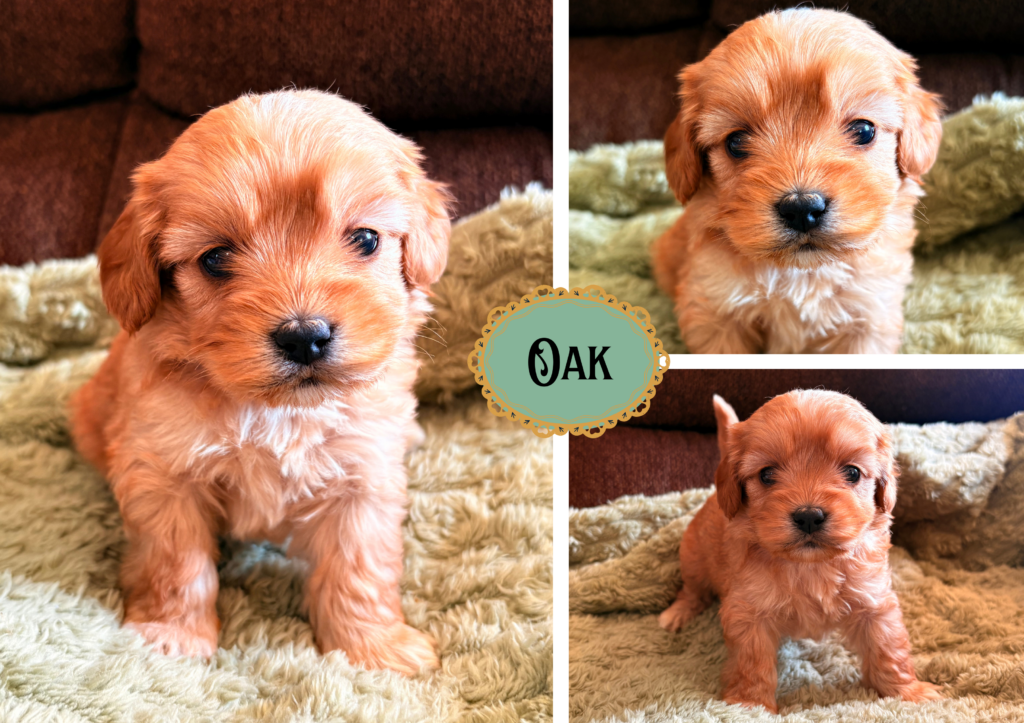 Oak