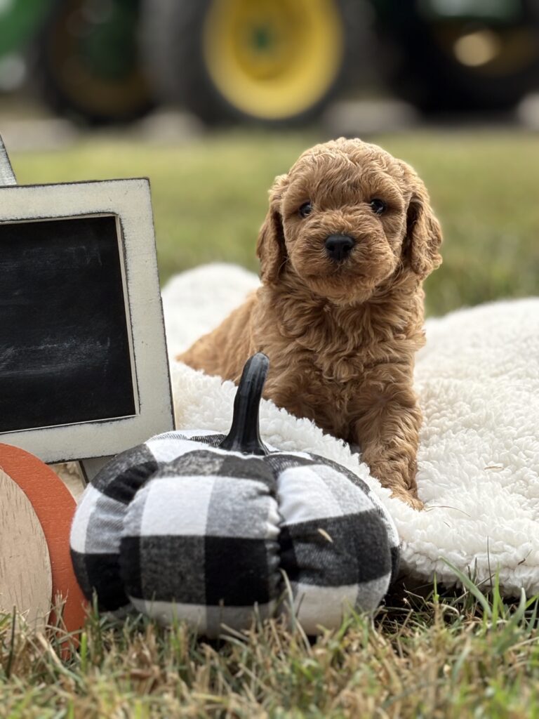 Golden Doodle puppy with curly golden coat sitting on green grass
