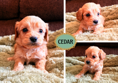 Cedar