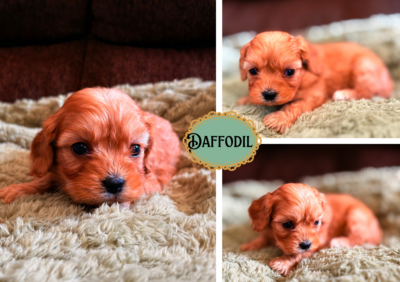 Daffodil