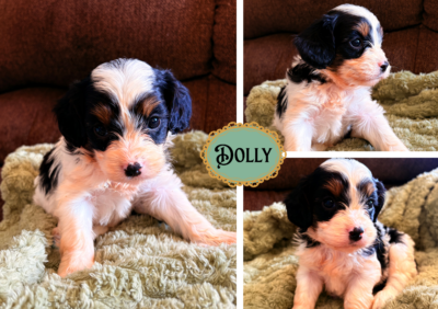Dolly