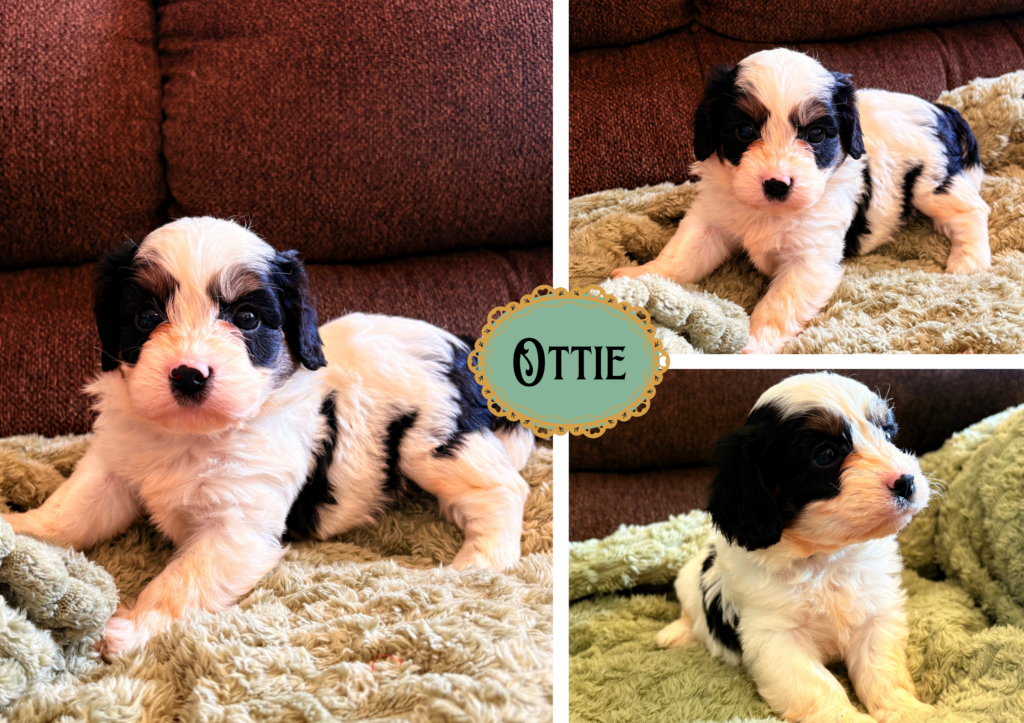 Ottie