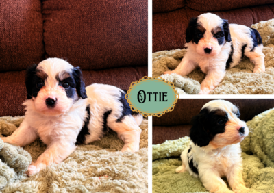 Ottie