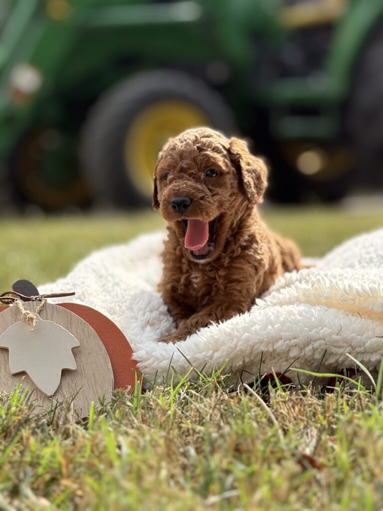 Puppy in the first year
