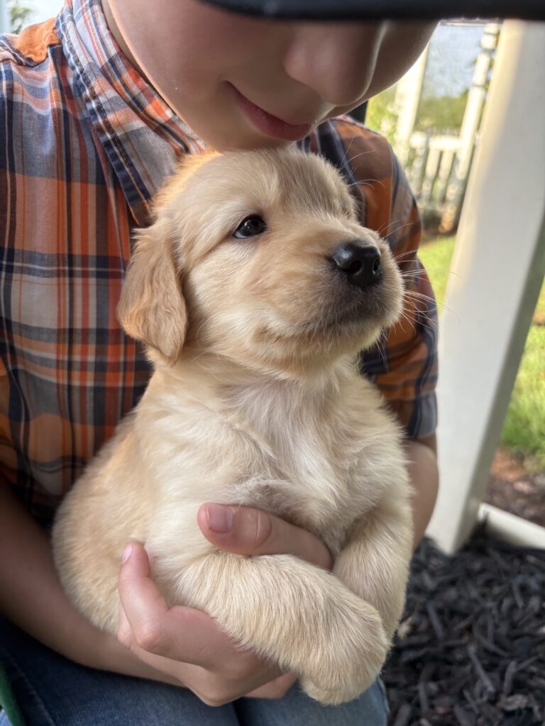 puppy socialization training with new people