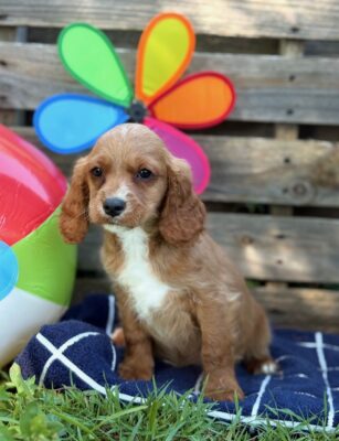 Sawyer