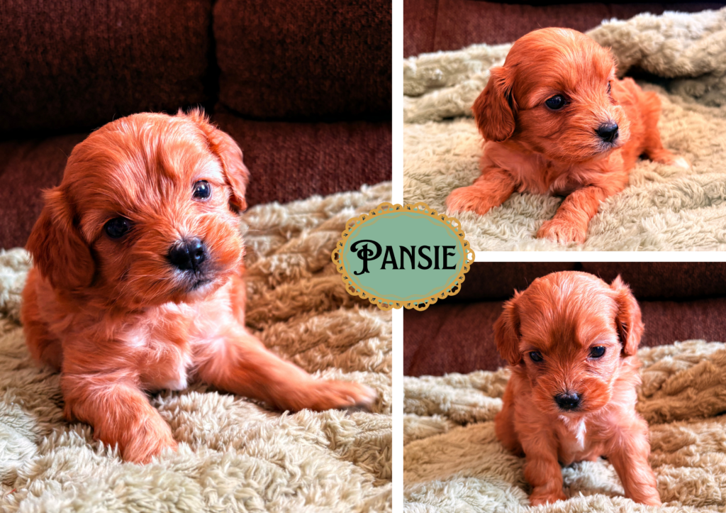 Pansie