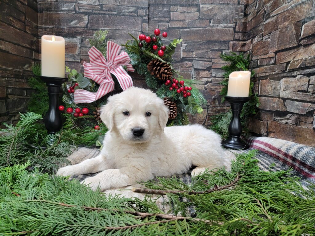 Golden Retriever Puppies